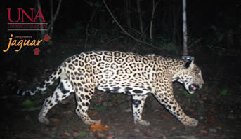 Jaguar 23